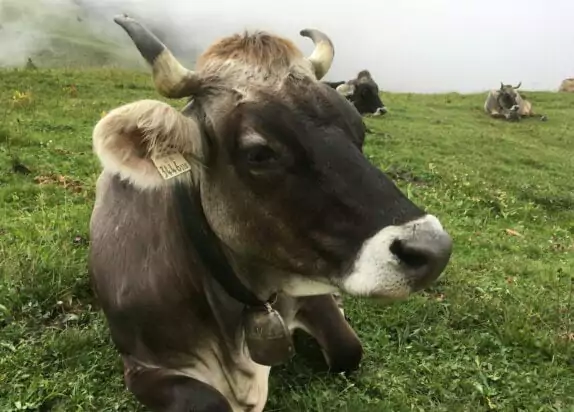 Fiss Ferienwohnung Urlaub in den Alpen, Kühe auf einer Wiese