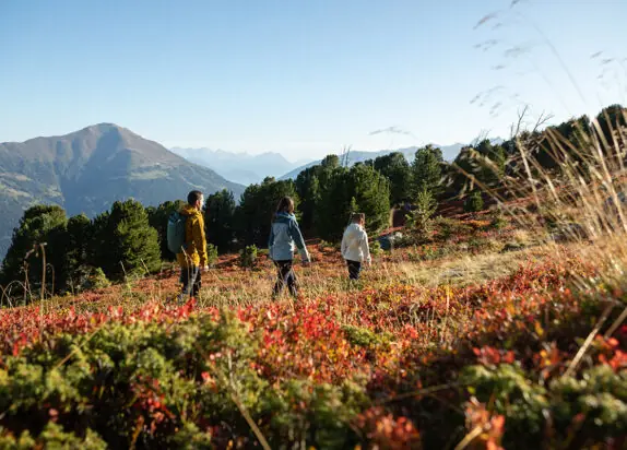 Wandern Herbst Serfaus Fiss Ladis, Familie läuft durch bunte Sträucher am Berg, Berge im Hintergrund